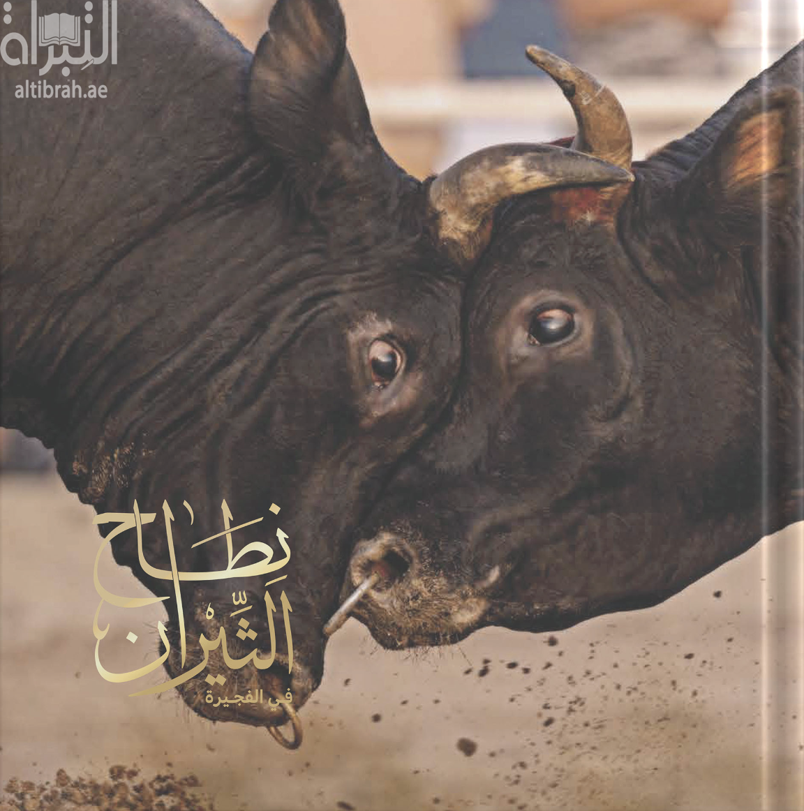 كتاب نطاح الثيران في الفجيرة
