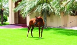 مربط دبي للخيول العربية يقدم فرساً عربية أصيلة في مزاد حملة «أمة تقرأ»